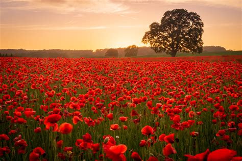 Poppy fields nr Aydon Castle, Northumberland 4 by philreay-Po...