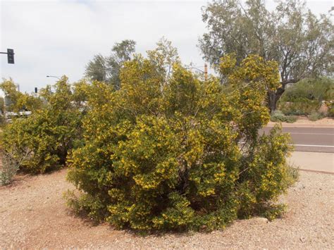 Larrea tridentata (Creosote, Greasewood) - Mountain States Wholesale ...