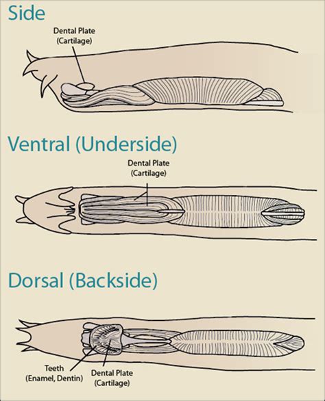 Hagfish Anatomy