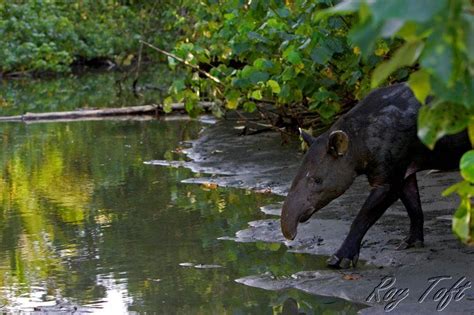 Baird's Tapir (Tapirus Bairdii) | Tapir, Mammals, Perissodactyla