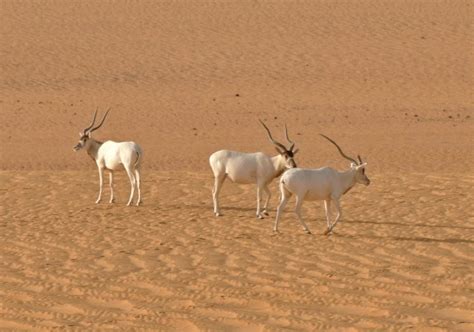 Niger turns to drones to protect precious wildlife