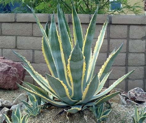 Agave Americana 'Century Plant' 6'' Pot - Hello Hello Plants & Garden ...