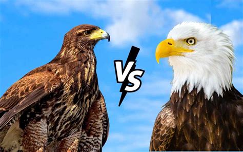 Golden Eagle Vs Bald Eagle: Unveiling Their Remarkable Differences ...