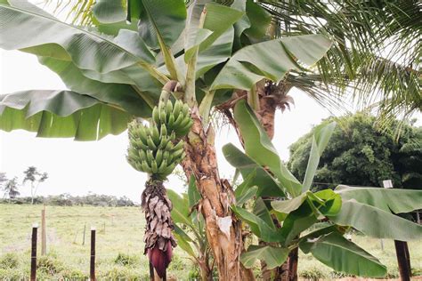 How to Grow Bananas from Seed