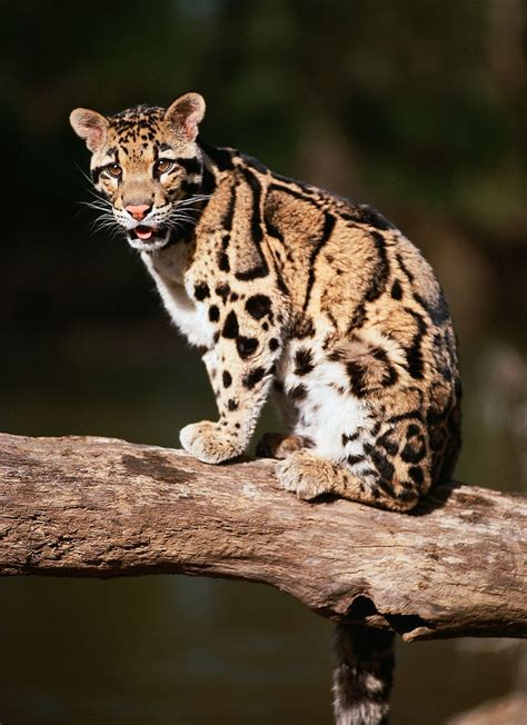 Clouded leopard | Endangered species, Southeast Asia, Nocturnal ...