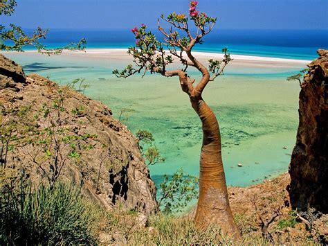 Socotra Island