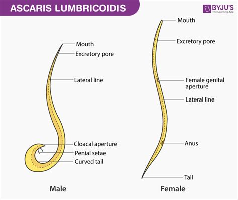 Female Ascaris Worm Labeled Diagram