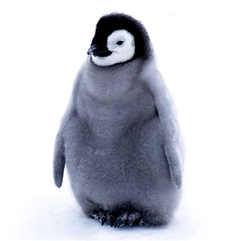 baby penguin - Birds Photo (36090571) - Fanpop