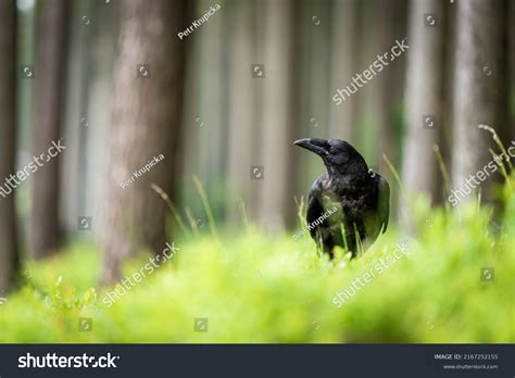 Young Common Raven Forest Stock Photo 2167252155 | Shutterstock