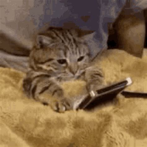 Cat Cute GIF - Cat Cute Pet - Discover & Share GIFs