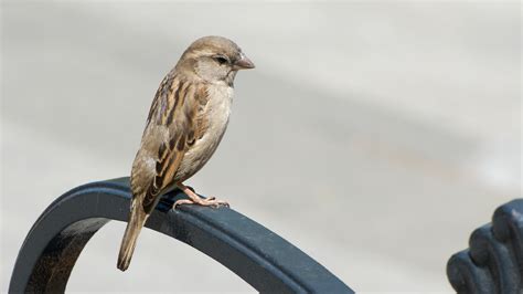 Species Spotlight: Sparrow