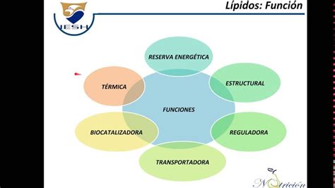 Lípidos: Características, estructura y clasificación - YouTube