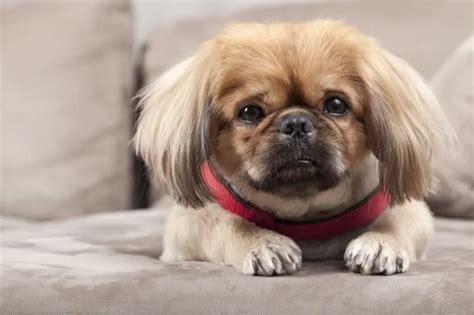 Pekingese Shih Tzu Mix Care Guide: A Pampered Palace Pup | Perfect Dog ...