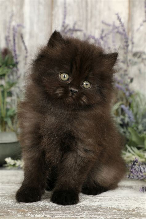 Black Persian Kittens | Black Persian Cats | Doll Face Persian Kittens