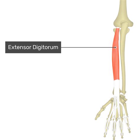 Extensor Digitorum Muscle: origin, insertion, action | GetBodySmart