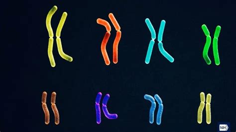 Health - The Y chromosome is sequenced for the first time, the last piece of the genetic puzzle ...