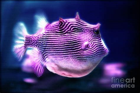 Glowing fish Photograph by Lali Kacharava | Fine Art America