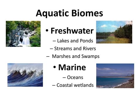 PPT - Aquatic Biomes PowerPoint Presentation, free download - ID:2351050