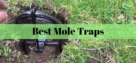 Best-Mole-Traps | Insect Hobbyist