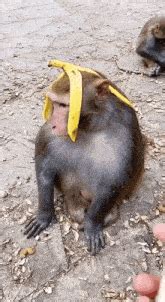 Monkey GIF - Monkey - Discover & Share GIFs