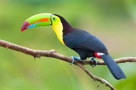 Keel-billed Toucan – AZ Birds