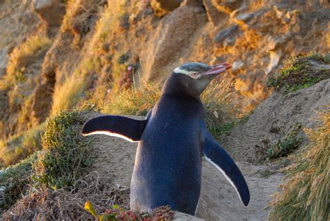 New Zealand's mainland yellow-eyed penguins face extinction unless urgent action taken