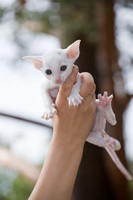 39 Best Cornish Rex cats ideas | cornish rex, cats, cornish rex cat