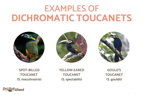 Types of Toucans - Different Toucan Species With Photos