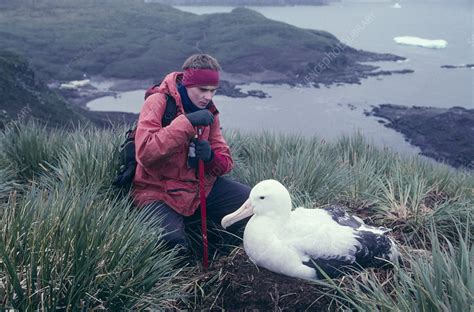 Wandering albatross breeding research - Stock Image - G355/0101 - Science Photo Library