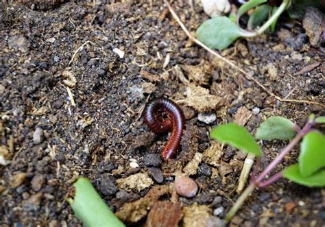 What Do Millipedes Eat? (Diet & Facts)