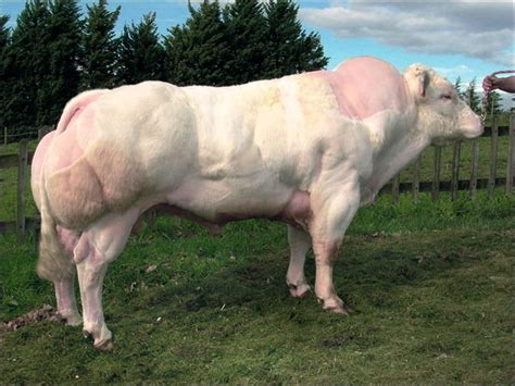 Belgian Blue | Cattle breeds, Belgian blue, Belgian blue cattle