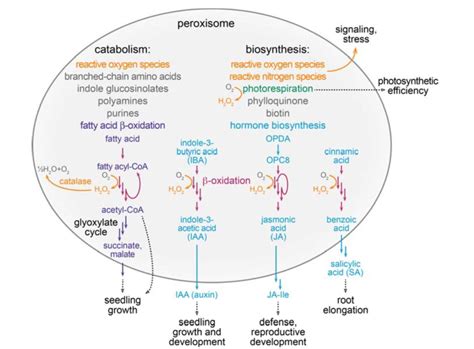 Update: Peroxisome function, biogenesis, and dynamics in plants | Plantae