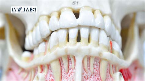 Are Teeth Bones? | Exploring the Facts about teeth - WOMS