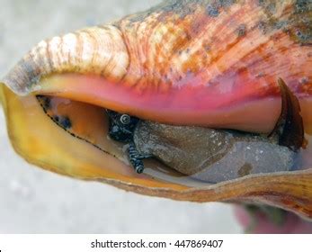 1,279 Conch eye Images, Stock Photos & Vectors | Shutterstock