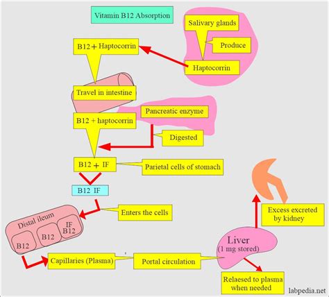 Vitamin B12 Absorption Diagram