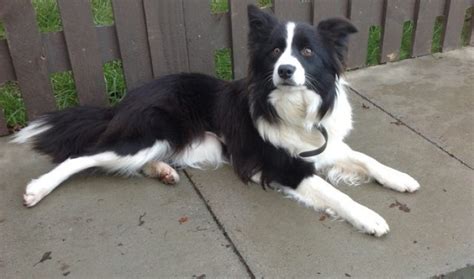 Border Collie Info, Temperament, Puppies, Pictures