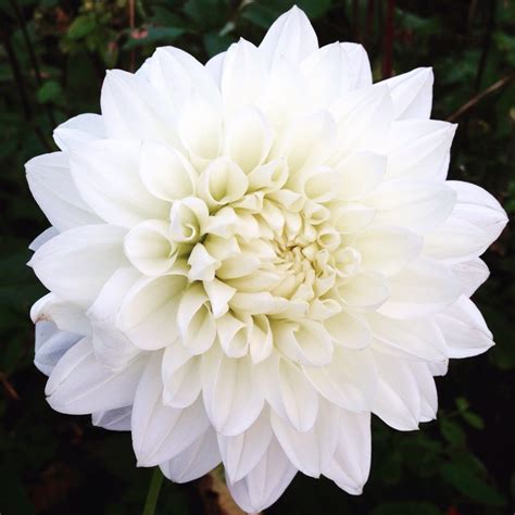 Dahlia 'White Perfection', Dahlia 'White Perfection' in GardenTags plant encyclopedia