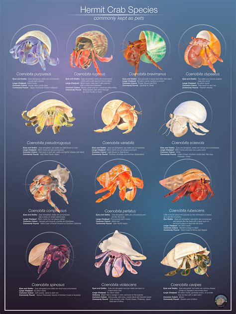 Hermit Crab Species :: Behance