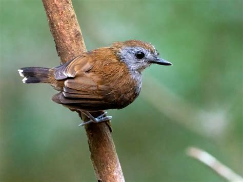 Xingu Scale-backed Antbird - eBird | Species, Bird species, Top photo