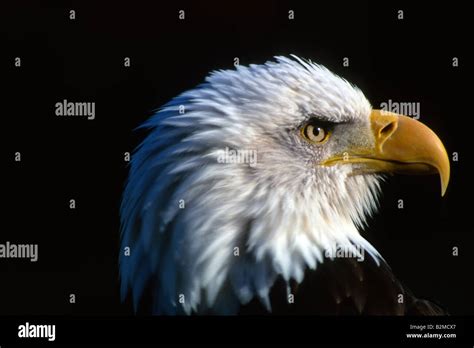 Bald Eagle close up Stock Photo - Alamy