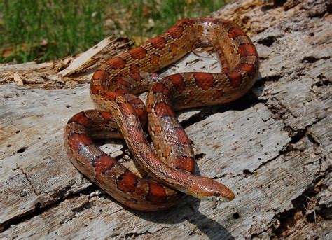 Red Rat Snake (Corn Snake) | Florida Backyard Snakes