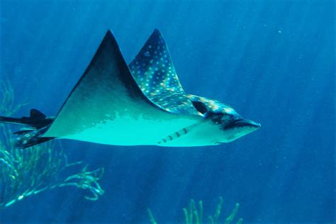 Types of Stingray Fish | Sciencing