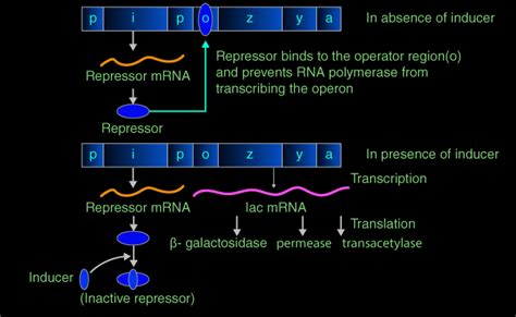 Lac Operon-Concept, Diagrams, Regulation