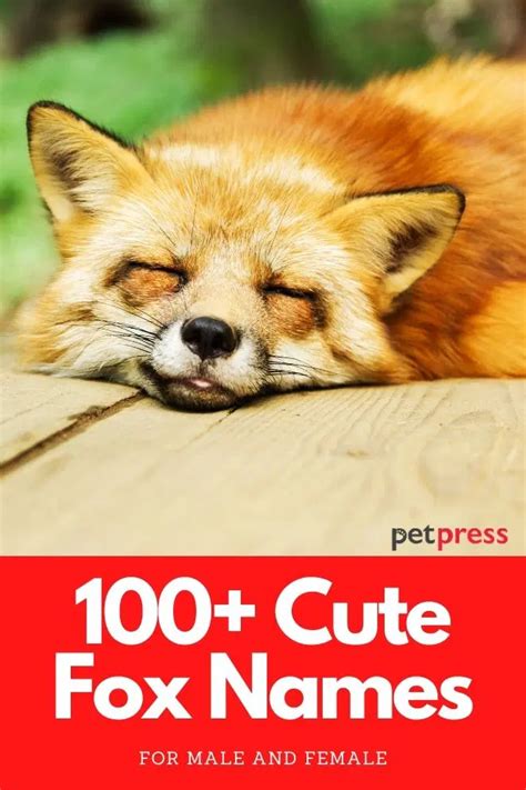 Top 100+ Cute Fox Names (Male & Female) | PetPress