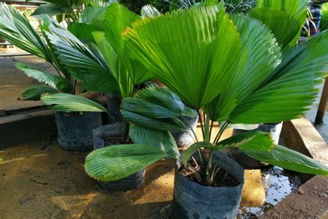 Licuala palm: cultivation, care & propagation - Plantura