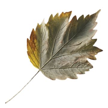 Maple Leaf Skeleton Separated Sycamore Plant, Fallen Leaf, Maple Leaf, Maple Plant PNG ...