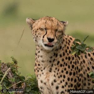 Funny Cheetah on Make a GIF