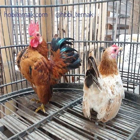 Serama Chicken For Sale: Smallest Bantam Chicken For Your Backyard