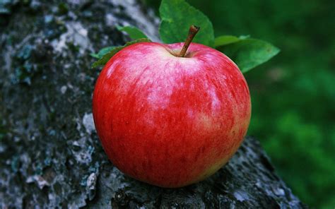 Red Apple Fruit Wallpapers - Wallpaper Cave