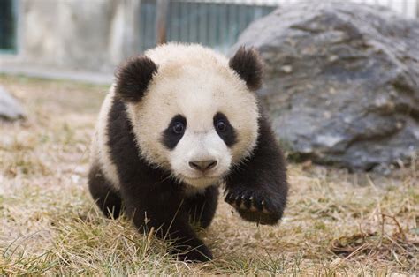 Visit Adorable Baby Cubs at China's New Panda Center - Condé Nast Traveler